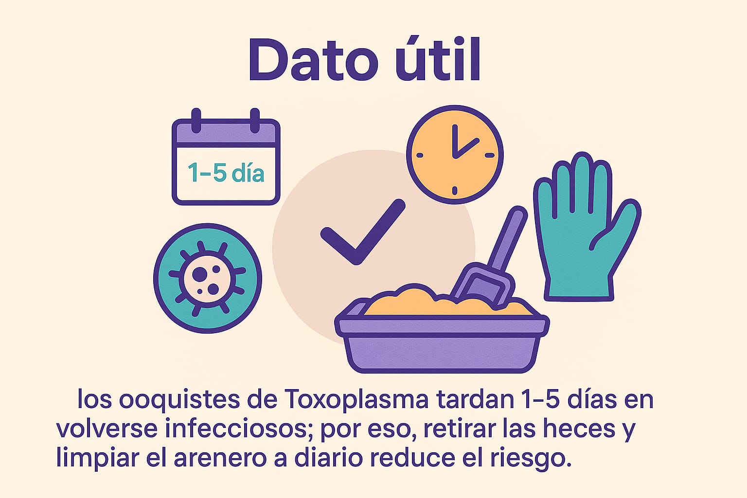 Dato útil: los ooquistes del parásito tardan uno o varios días en volverse infecciosos; por eso vaciar el arenero a diario reduce riesgos.